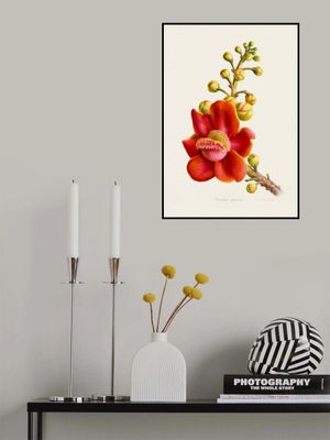 Couroupita Guianensis