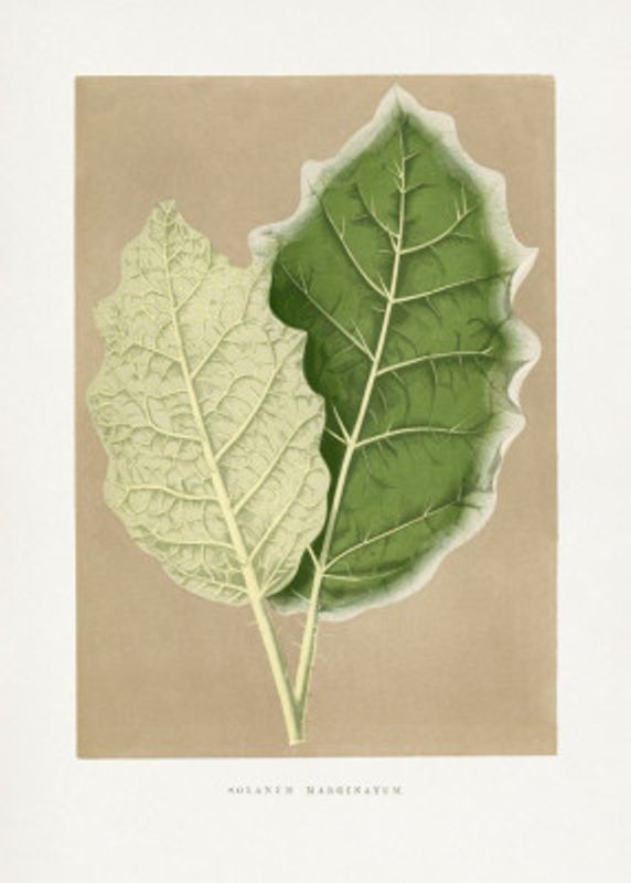 Green Solanum Marginatum Leaf Illustration