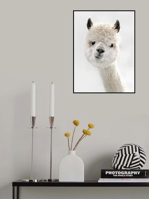 Peeky Alpaca