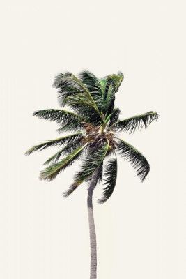 Windy Palm Tree