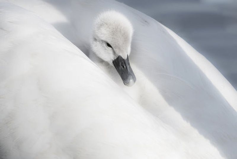 A dress that is too big