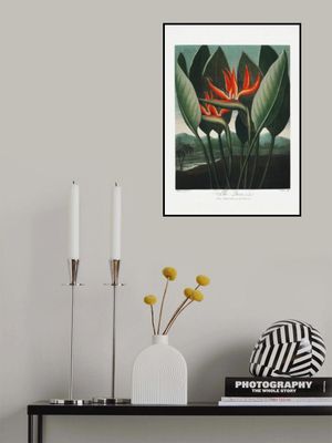 The Queen–Plant from The Temple of Flora (1807)