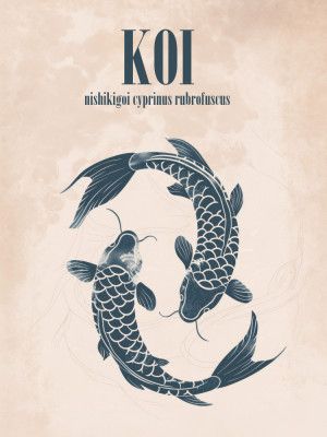 Koi Harmony