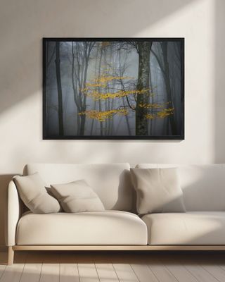 Beech Forest in Autumn