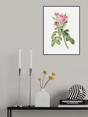 Rosa Bifera Macrocarpa, Les Roses (1817–1824)