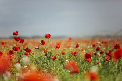 Red Flowers In Soft Focus