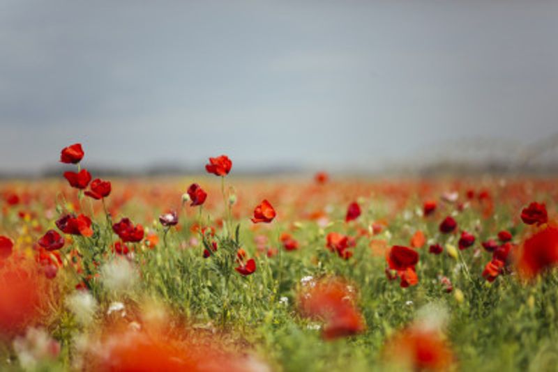 Red Flowers In Soft Focus