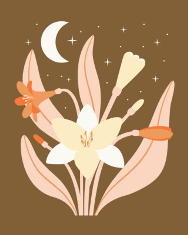 Moonlight Warm Clivia Lily