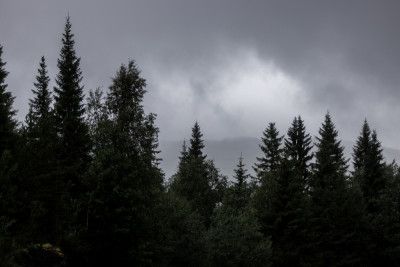 Mystical Forest Scene 2