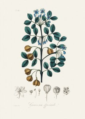 Guaiacwood (guaiacum Officinale) Medical Botany