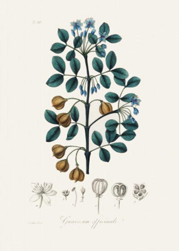 Guaiacwood (guaiacum Officinale) Medical Botany