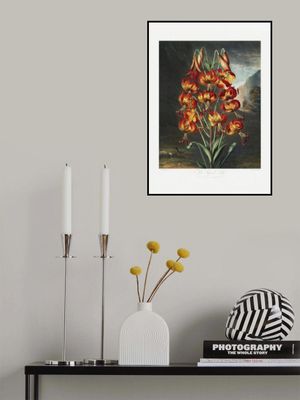 The Superb Lily from The Temple of Flora (1807)