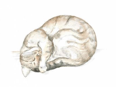 Sleeping Tabby Cat