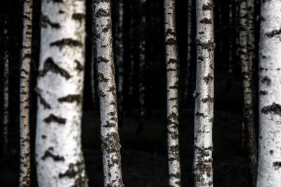 Birch Trees 8