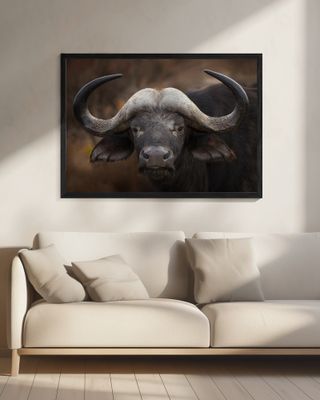 A Buffalo Portrait