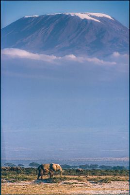 Kilimanjaro and the quiet sentinels