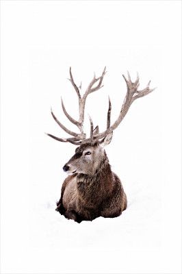 Stag In Snow