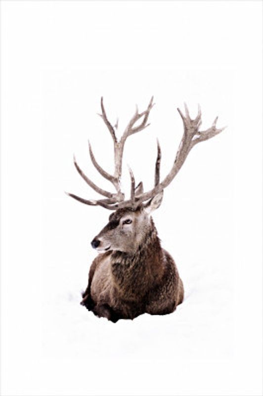 Stag In Snow