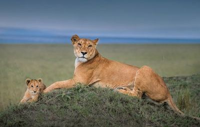 Rest with Cub