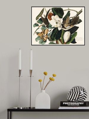 Black Billed Cuckoo From Birds of America (1827)