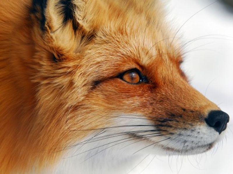 Red Fox
