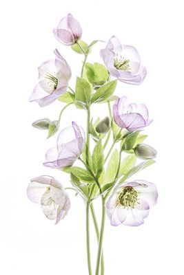 Hellebore