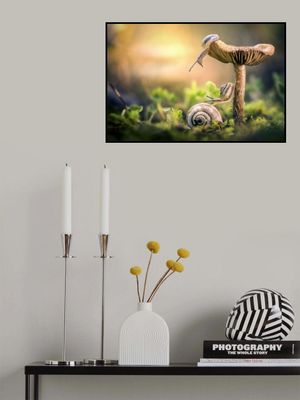 The awakening of snails