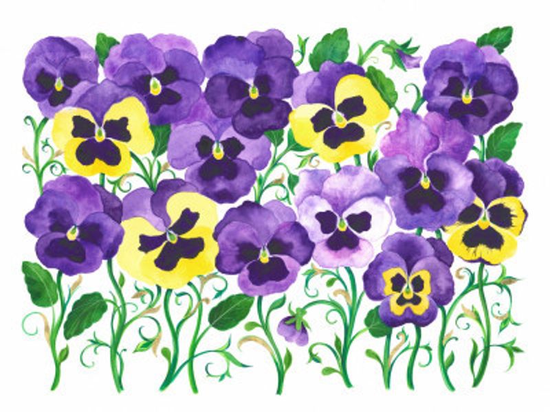 Pansy Field