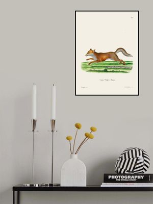 Red Fox By Johann Christian Daniel Von Schreber.
