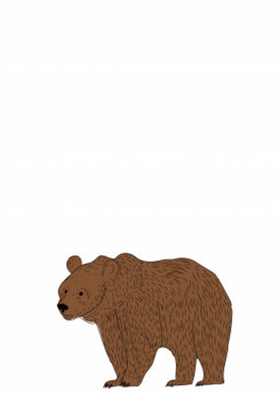 Brown Bear