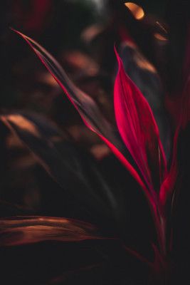 Red Plant at Dusk