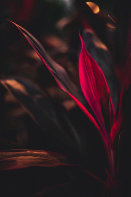 Red Plant at Dusk