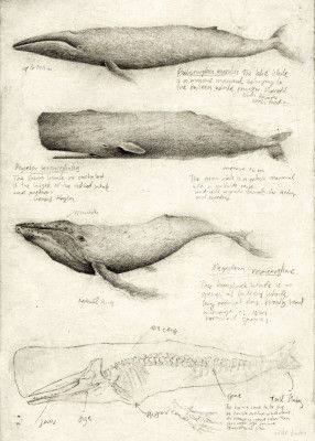 Sketches Of Various Whale