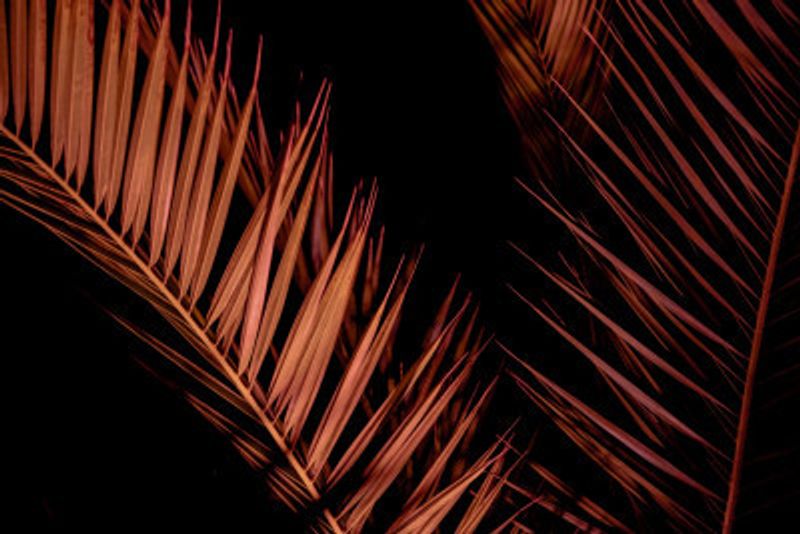 Elegant Night Palm