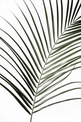 Vibrant Green Palm Leaf
