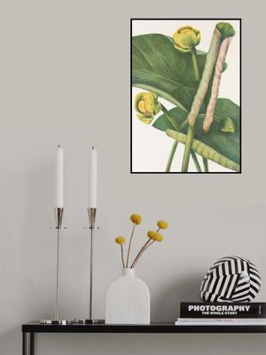 Spatterdock From North American Wildflowers (1925) By Mary Vaux Walcott.