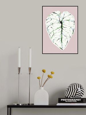 Alocasia Melo Light