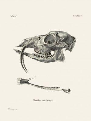 Siberian Musk Deer By Johann Andreas Wagener and Johann Christian Daniel Von Schreber.