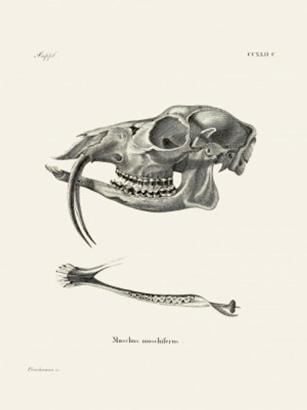 Siberian Musk Deer By Johann Andreas Wagener and Johann Christian Daniel Von Schreber.