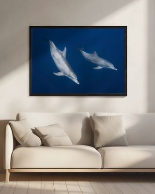 Bottlenose dolphins