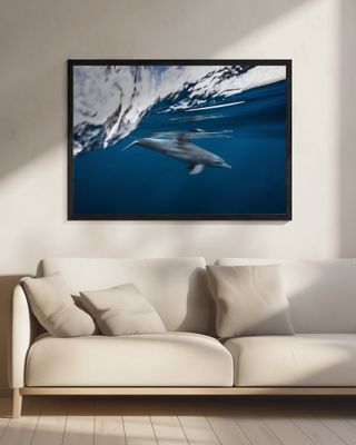 Bottlenose dolphin / Turciops Aduncus