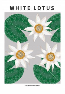 White Lotus - National flower of Vietnam