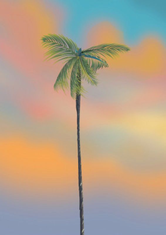Palm Tree