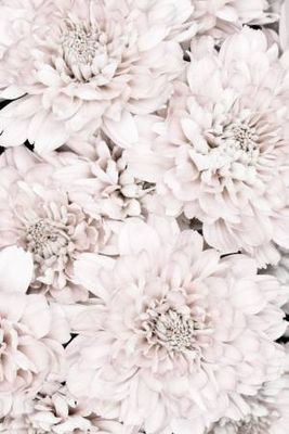 Chrysanthemum No 07