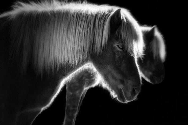 Two beautiful horses