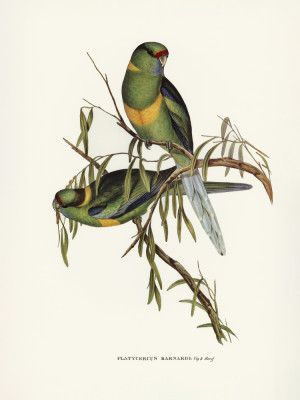 Black Tailed Parakeet