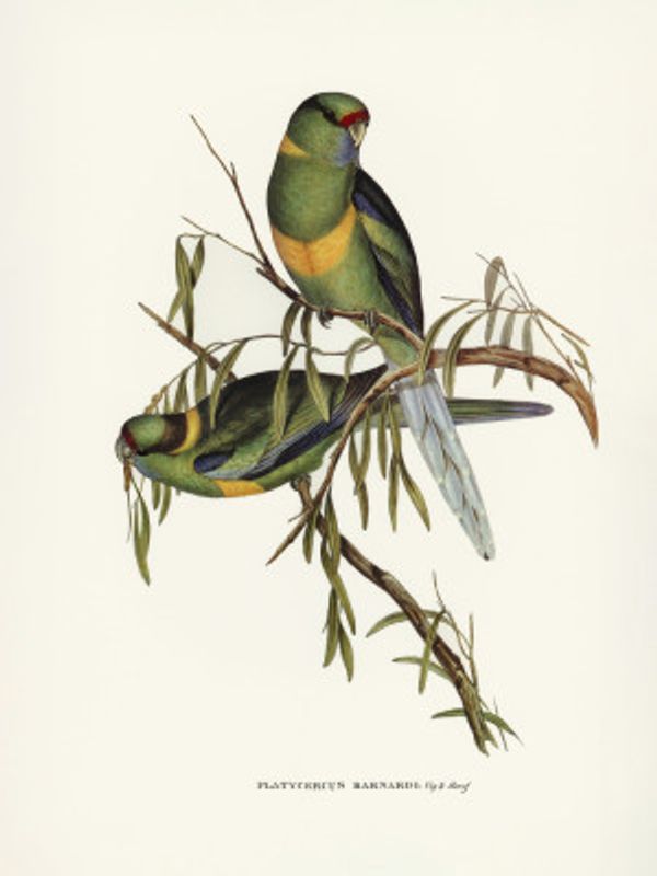 Black Tailed Parakeet