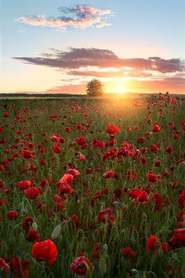 Poppy fields of Sweden