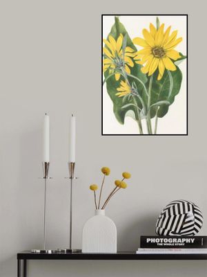 Balsamroot From North American Wildflowers (1925) By Mary Vaux Walcott