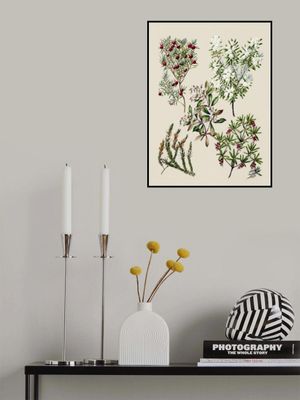 Antique Flowers Drawn By Sarah Featon (1848–1927)